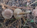 Inocybe lacera image