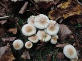 Hebeloma candidipes image