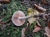 Hebeloma candidipes image