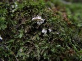 Cyphellostereum laeve image