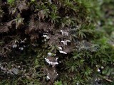 Cyphellostereum laeve image