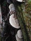 Daedalea quercina image