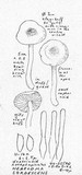 Hebeloma sordescens image