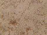 Hebeloma sordescens image