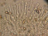 Hebeloma sordescens image