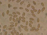 Hebeloma sordescens image