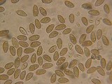 Hebeloma sordescens image