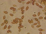 Hebeloma sordescens image