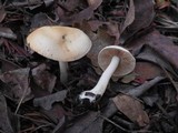 Hebeloma velutipes image