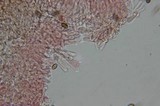 Psilocybe azurescens image