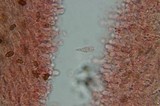 Psilocybe azurescens image