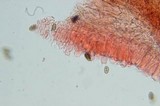 Psilocybe azurescens image