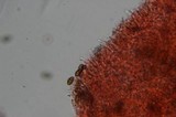 Psilocybe azurescens image