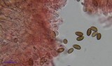 Psilocybe azurescens image