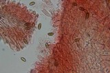 Psilocybe azurescens image