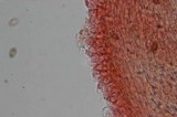 Psilocybe azurescens image