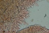 Psilocybe azurescens image