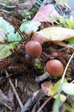 Psilocybe azurescens image