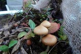 Psilocybe azurescens image