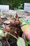 Psilocybe azurescens image