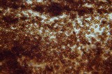 Conocybe cyanopus image