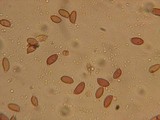 Hebeloma candidipes image