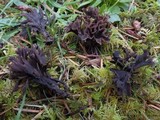 Thelephora palmata image