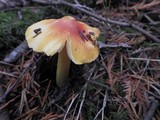 Hygrocybe acutoconica image