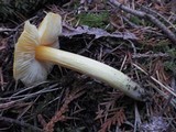 Hygrocybe acutoconica image