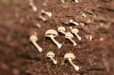 Tubaria conspersa image
