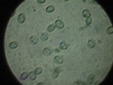 Tapinella panuoides image