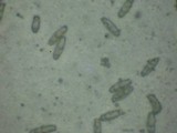 Chroogomphus vinicolor image