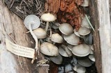Mycena overholtsii image