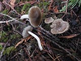 Hygrophorus subaromaticus image