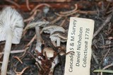Mycena overholtsii image
