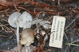 Mycena overholtsii image