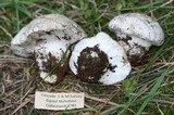 Cortinarius magnivelatus image