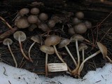 Mycena overholtsii image