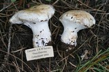 Cortinarius magnivelatus image