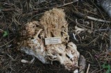 Ramaria rasilispora var. rasilispora image