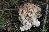 Ramaria coulterae image