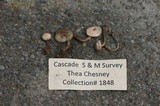 Collybia bakerensis image