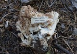 Ramaria coulterae image