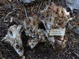 Ramaria coulterae image