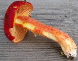 Hygrocybe punicea image