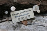 Collybia bakerensis image
