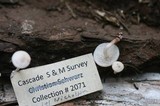 Collybia bakerensis image