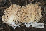 Ramaria distinctissima image