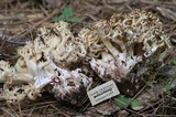 Ramaria vinosimaculans image