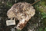 Ramaria coulterae image